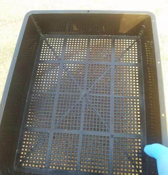 多肉植物怎么河沙生根的方法 图片