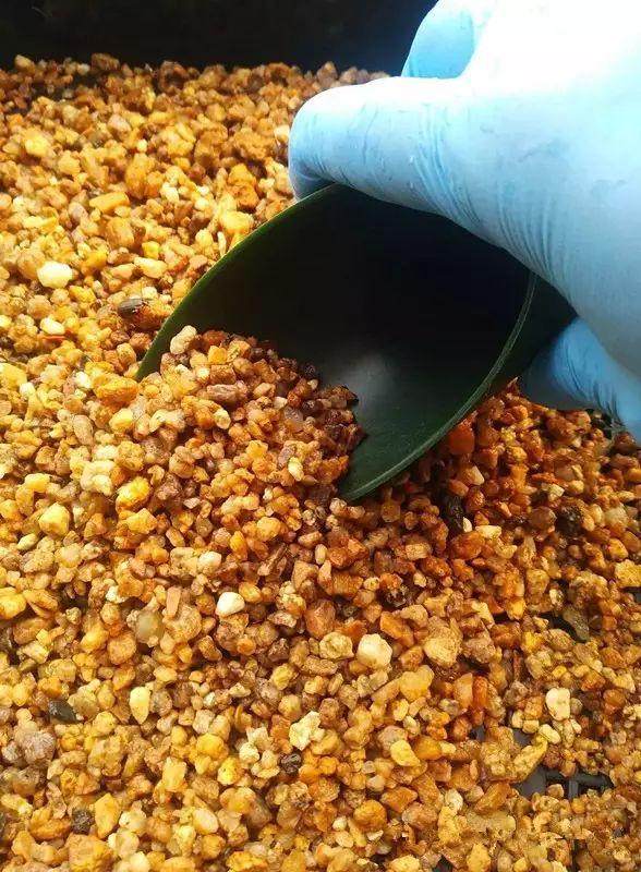 多肉植物怎么河沙生根的方法 图片