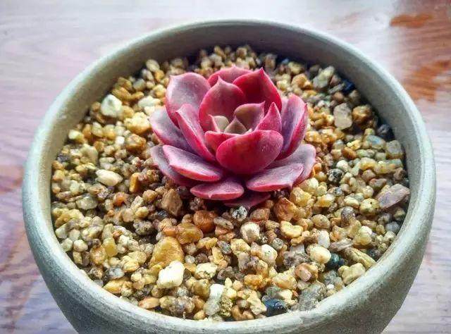 多肉植物怎么河沙生根的方法 图片