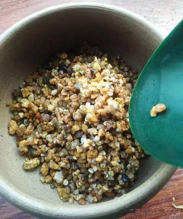 多肉植物怎么河沙生根的方法 图片