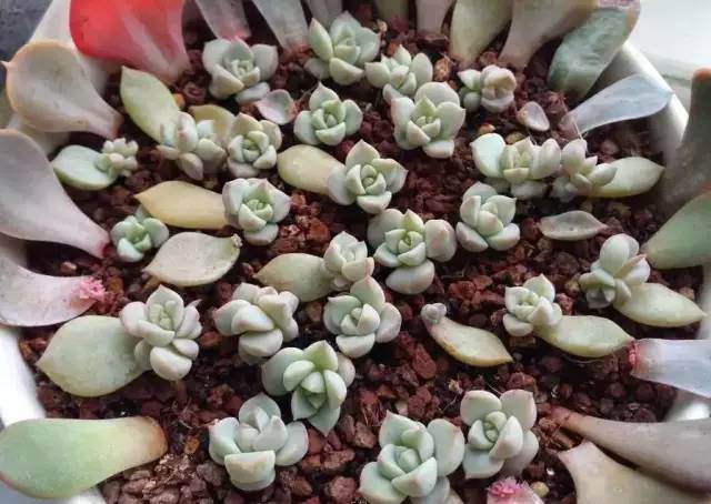 多肉植物怎么河沙生根的方法 图片