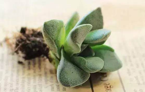 神童多肉的繁殖方法