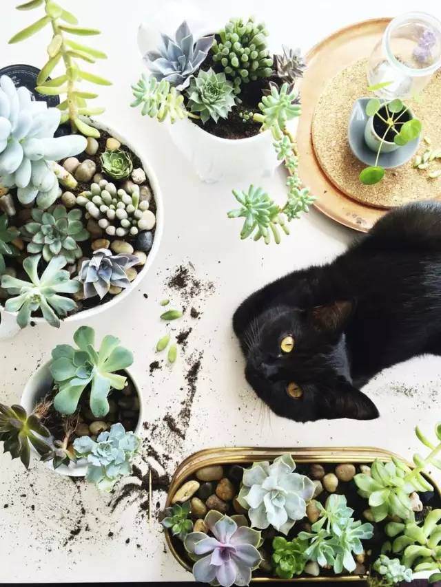 适合新手入手的多肉有哪些?