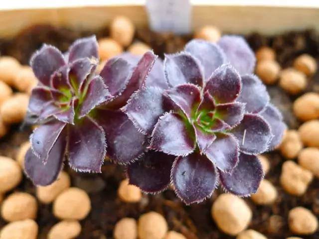 怎么挑选多肉植物?