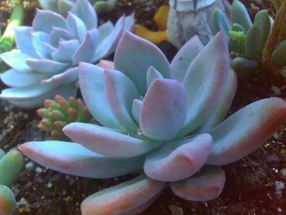 多肉植物的土壤怎么配?
