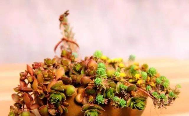 冬天来了 快来看看多肉怎么过冬?