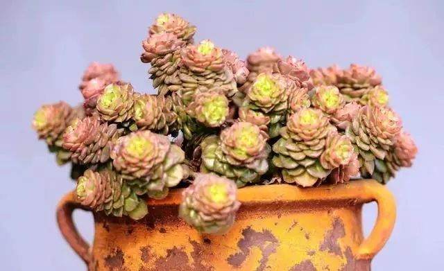 冬天来了 快来看看多肉怎么过冬?