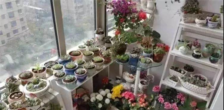 窗台上养多肉怕阳光不够?4条小贴士解决