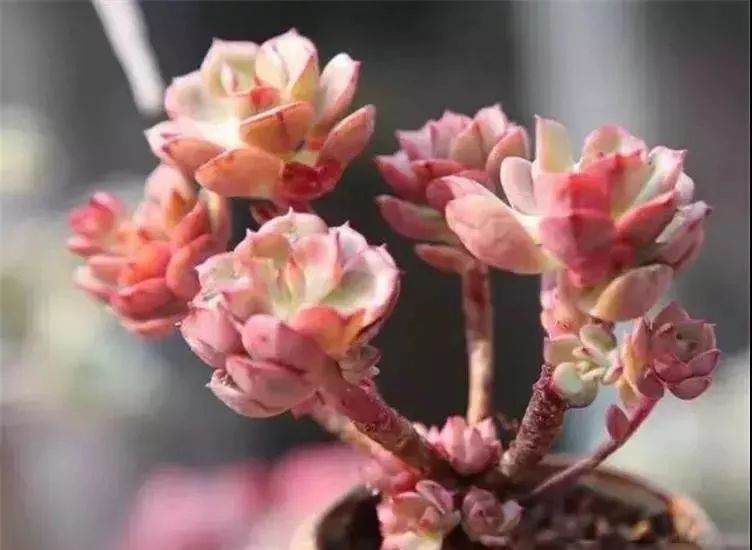 窗台上养多肉怕阳光不够 4条小贴士解决
