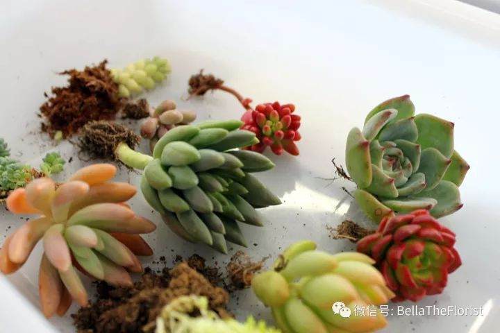 少儿花系统课第十一次课预告:多肉小森林