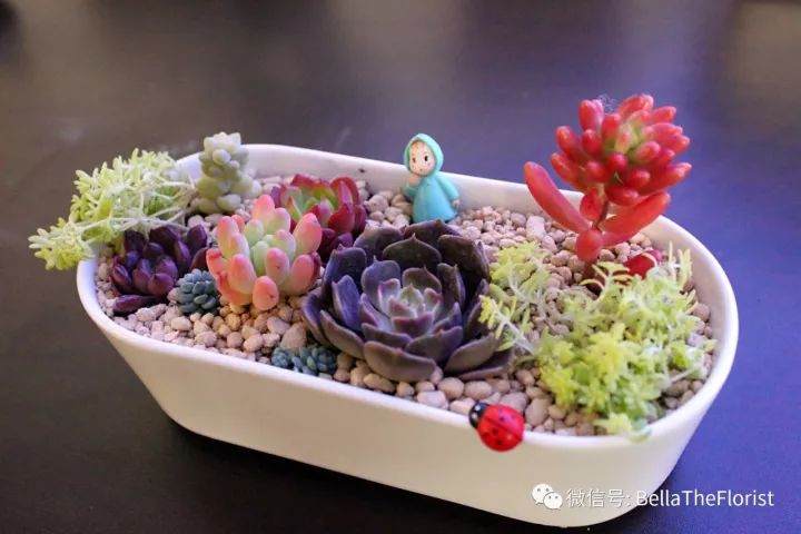 少儿花系统课第十一次课预告 多肉小森林