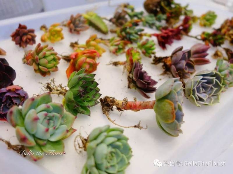 少儿花系统课第十一次课预告 多肉小森林