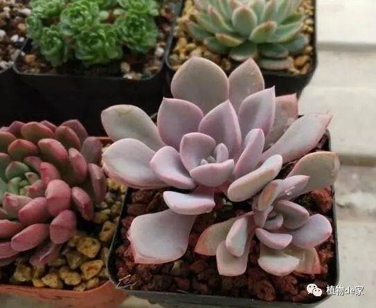 过多肉植物软趴趴 该怎么办 图片