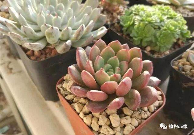 过多肉植物软趴趴 该怎么办?