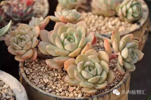 如何才能给多肉正确的施肥?
