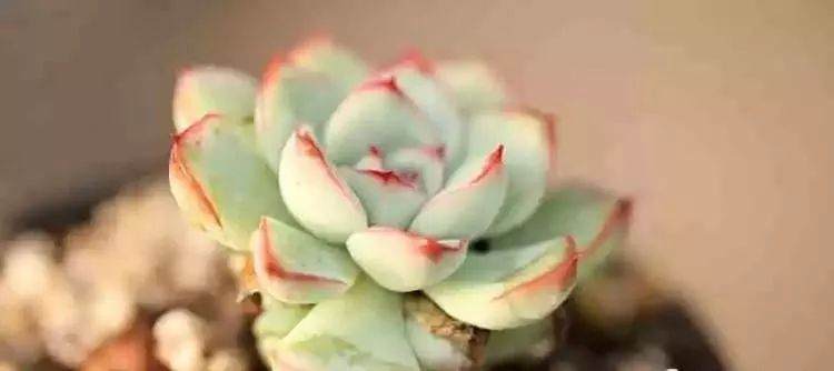 抓住关键 多肉植物也能轻松越冬