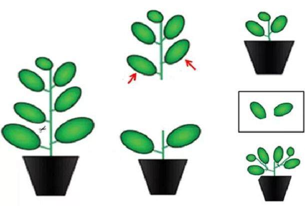 多肉植物徒长怎么办?摘顶芽是妙计!