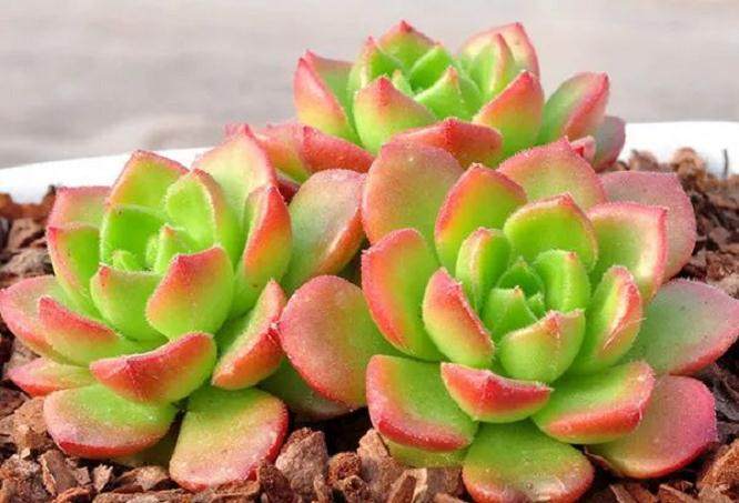 多肉植物徒长怎么办 摘顶芽是妙计