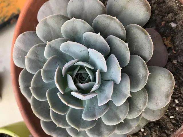 推荐几个适合冬天养的多肉品种