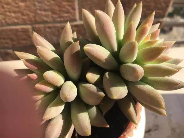 推荐几个适合冬天养的多肉品种