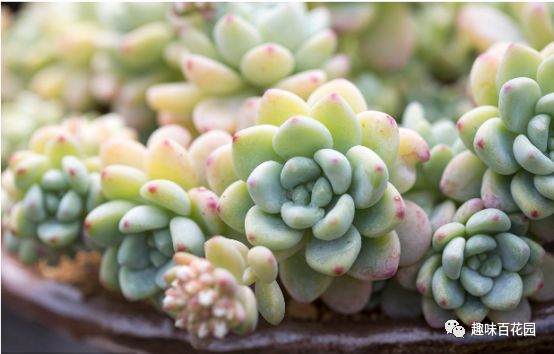 冬天气温最低是多少℃时 多肉植物才该进屋!