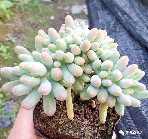 冬天气温最低是多少℃时 多肉植物才该进屋