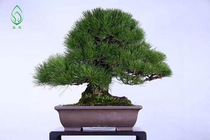 松树盆景总是落针怎么办?这是落针病