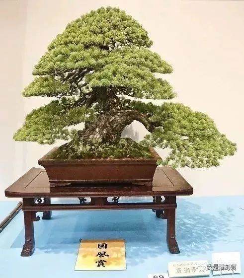 五针松盆景有哪些品种?