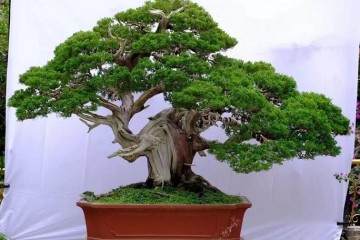 走进鱼友胡添辉中国盆景协会副会长的世界