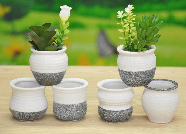 在龚瑶家阳台上 挤满了几百盆多肉植物