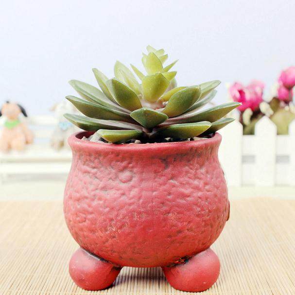 在龚瑶家阳台上 挤满了几百盆多肉植物