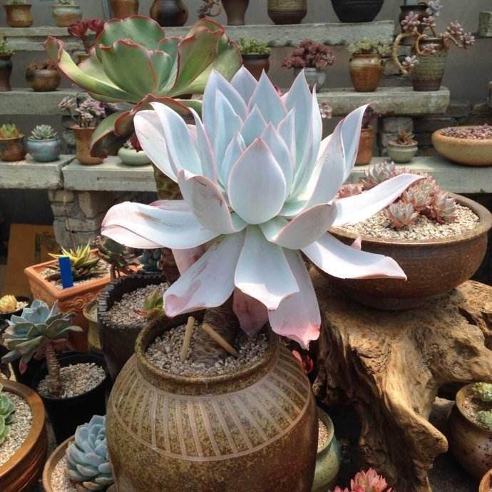 广寒宫多肉浇水需遵循干透浇透的原则