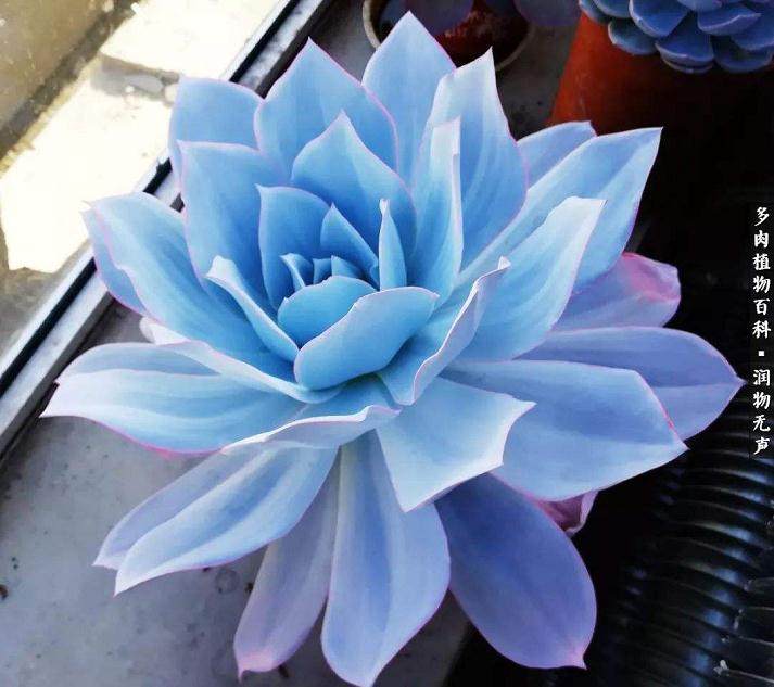 广寒宫多肉浇水需遵循干透浇透的原则