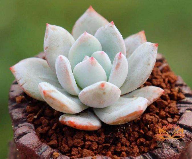 雪嫦娥多肉易养护 生长非常缓慢 需耐心栽培