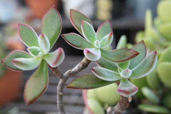 月兔耳多肉生长期需保持土壤微湿 避免积水