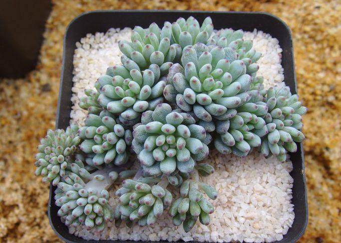 黑莓多肉属景天科风车草属多肉植物 叶片光滑细长