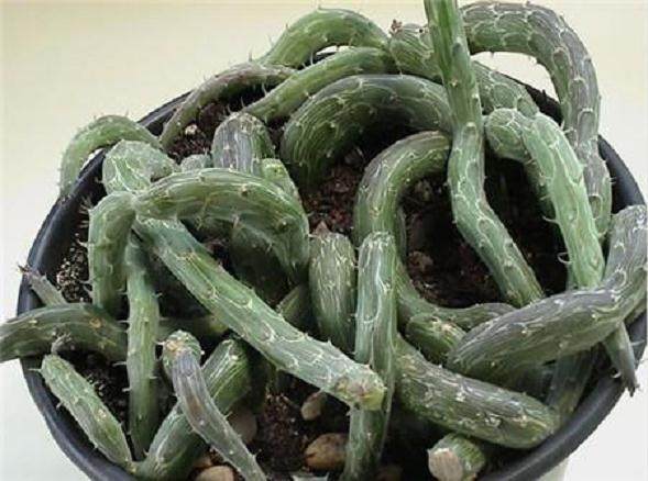鳅掌多肉水肥不宜过大 以土壤稍干燥为宜