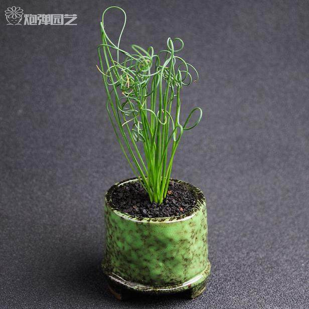 弹簧草多肉不低于0℃可在室内安全越冬