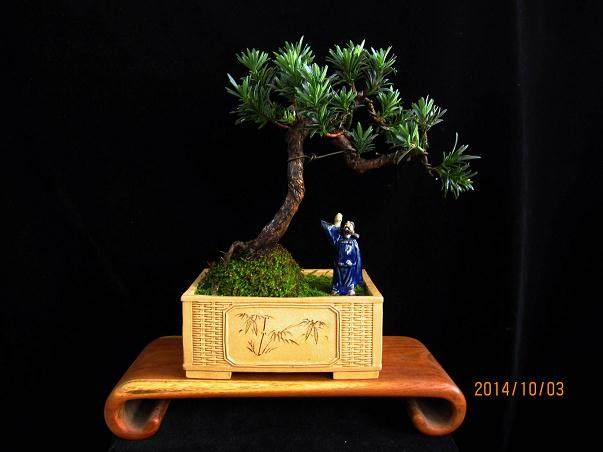 兑宝峰编著的《盆艺小品》一书 由福建科技出版社出版