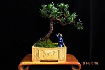 兑宝峰编著的《盆艺小品》一书 由福建科技出版社出版