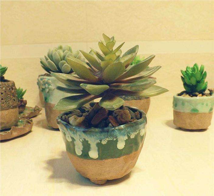 为什么多肉植物产生愈伤组织或生成不定芽？