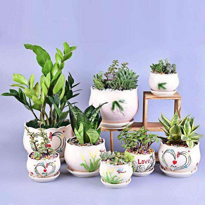 为什么多肉植物产生愈伤组织或生成不定芽？