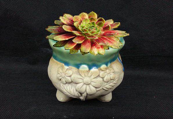 对于多肉植物产量过剩 多肉容器材质形式单一