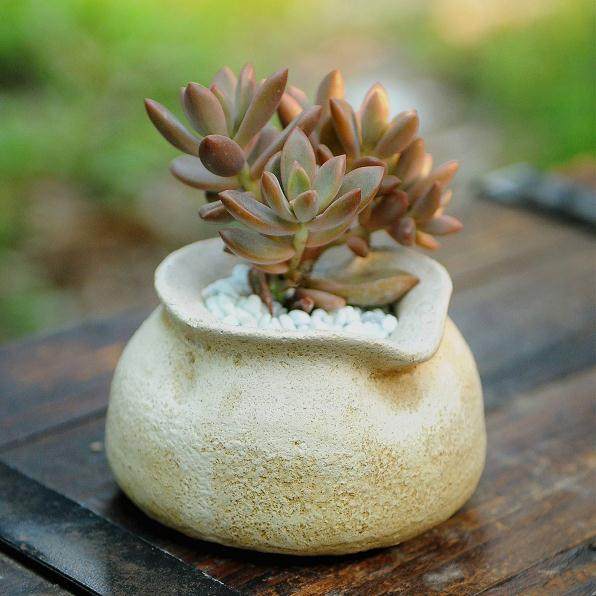 绿萝多肉不耐低温 越冬时就销量开始下降