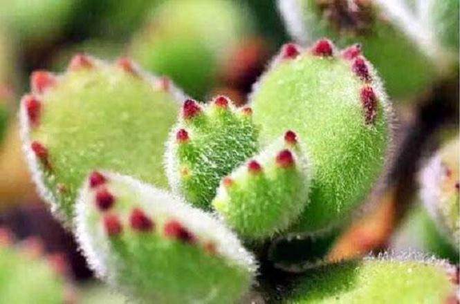 熊童子多肉价格普遍在2.0~5.0元之间