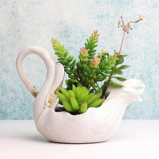 今年漳州市蝴蝶兰多肉约有120万株