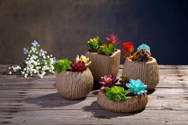 合电商平台销售的多肉植物普遍涨价