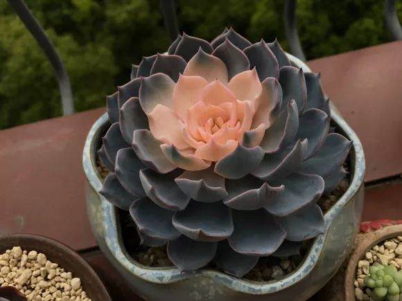 为什么带病虫害的多肉不要买 图片