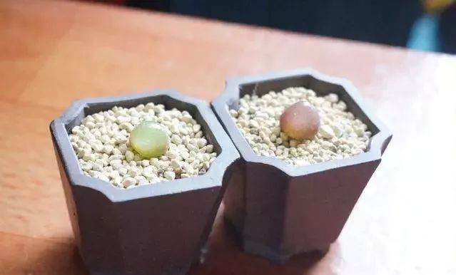 多肉养殖的3个注意事项