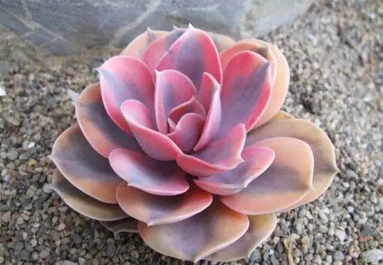 多肉叶片干了怎么办?干枯原因是什么?